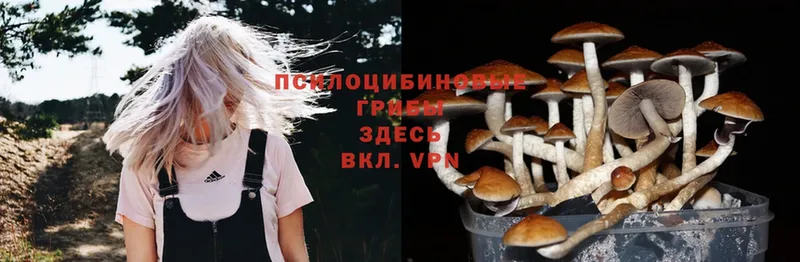 Псилоцибиновые грибы Cubensis  Вилючинск 